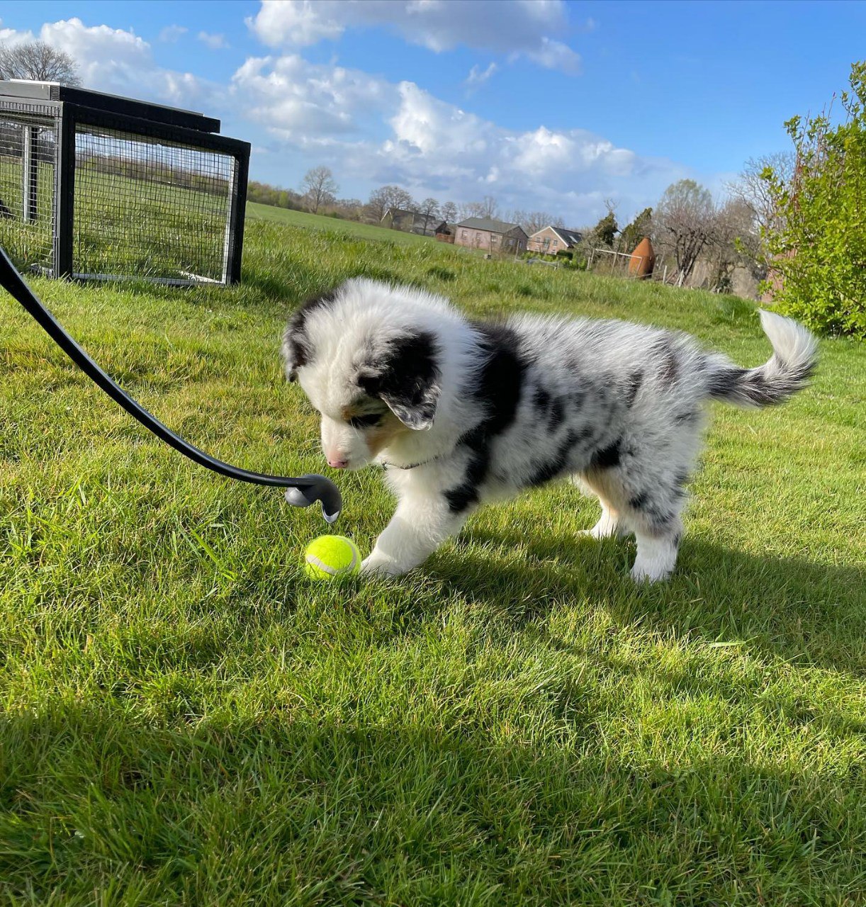 Reserved - Australian Shepherd Puppy