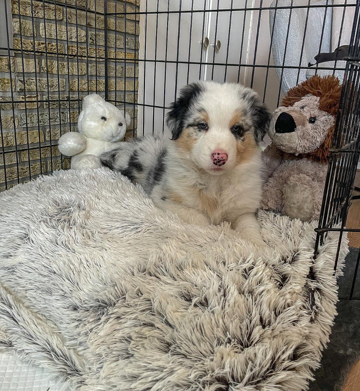 Reserved - Australian Shepherd Puppy