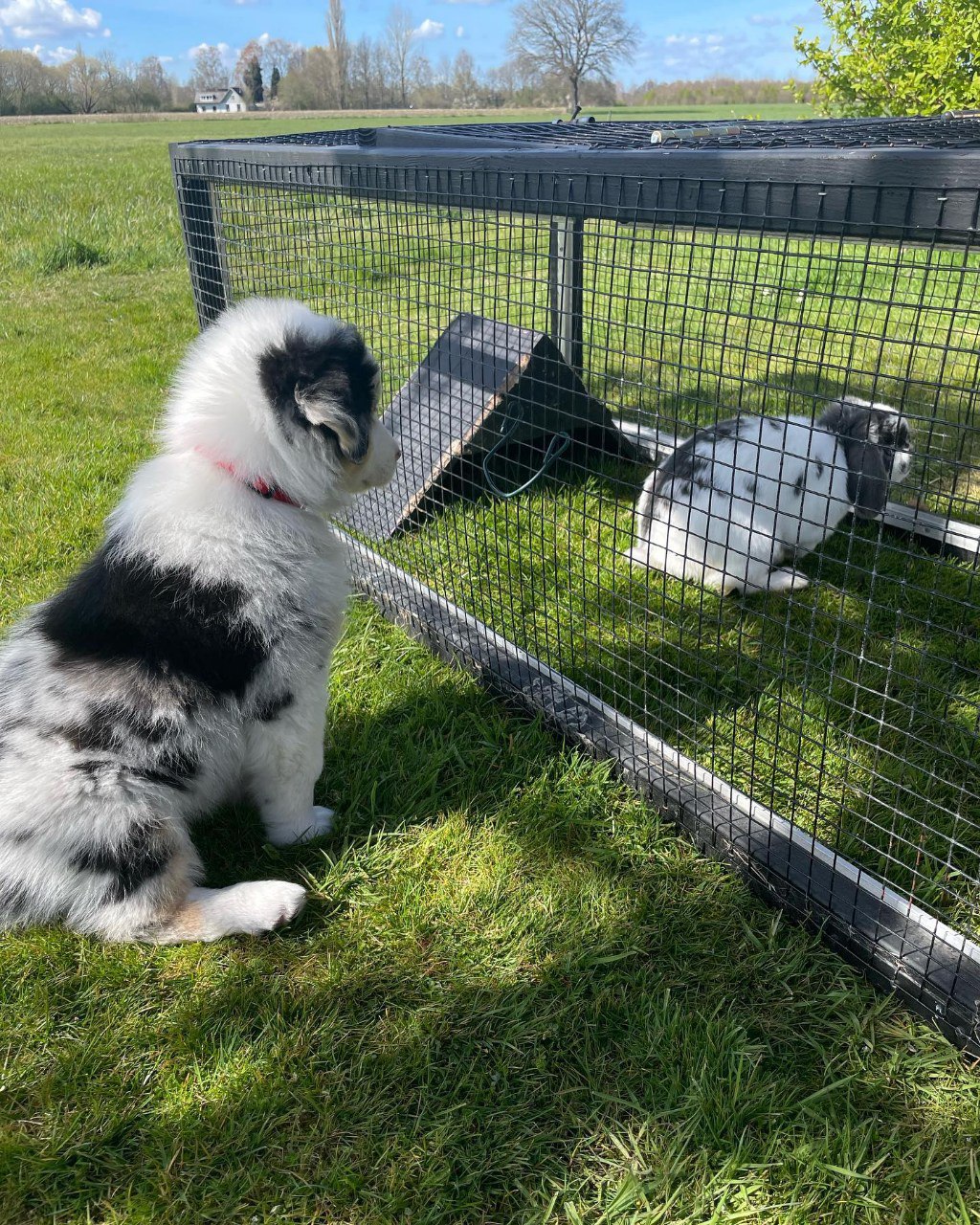 Reserved - Australian Shepherd Puppy
