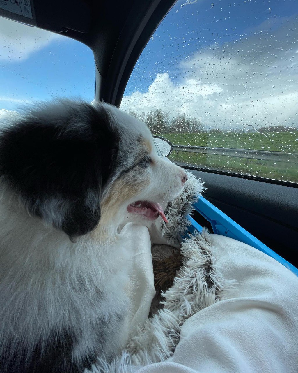 Reserved - Australian Shepherd Puppy