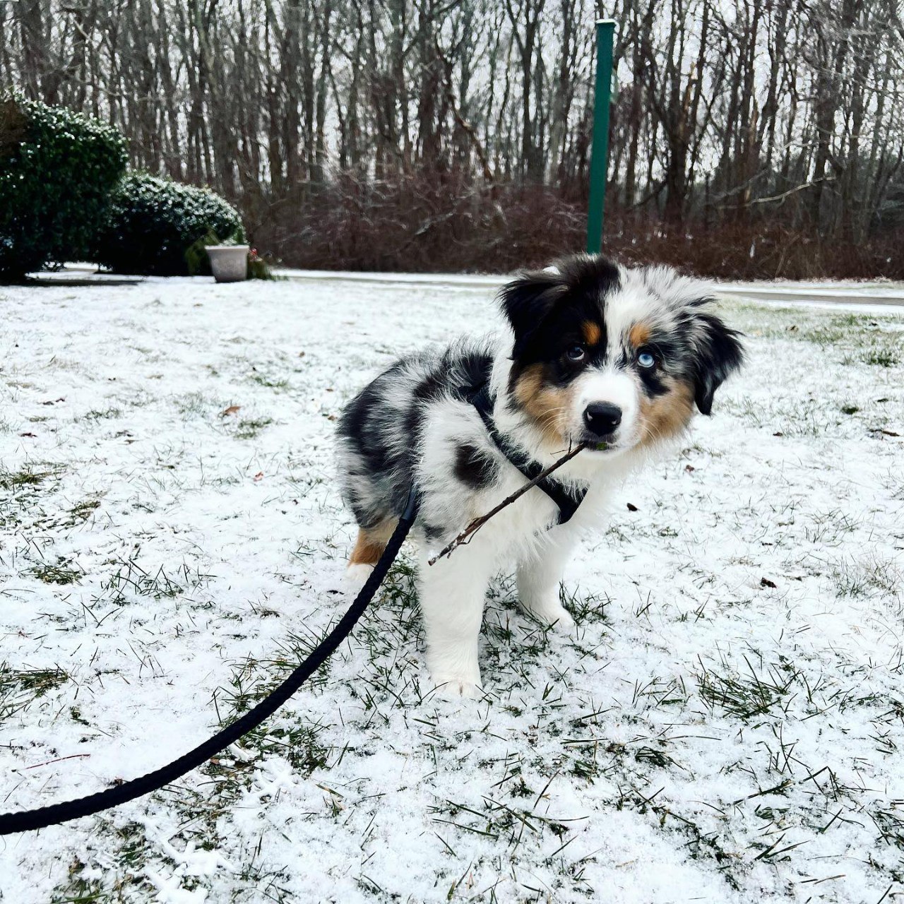 Sold - Australian Shepherd Puppy