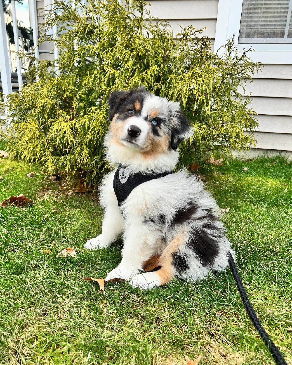 Sold - Australian Shepherd Puppy