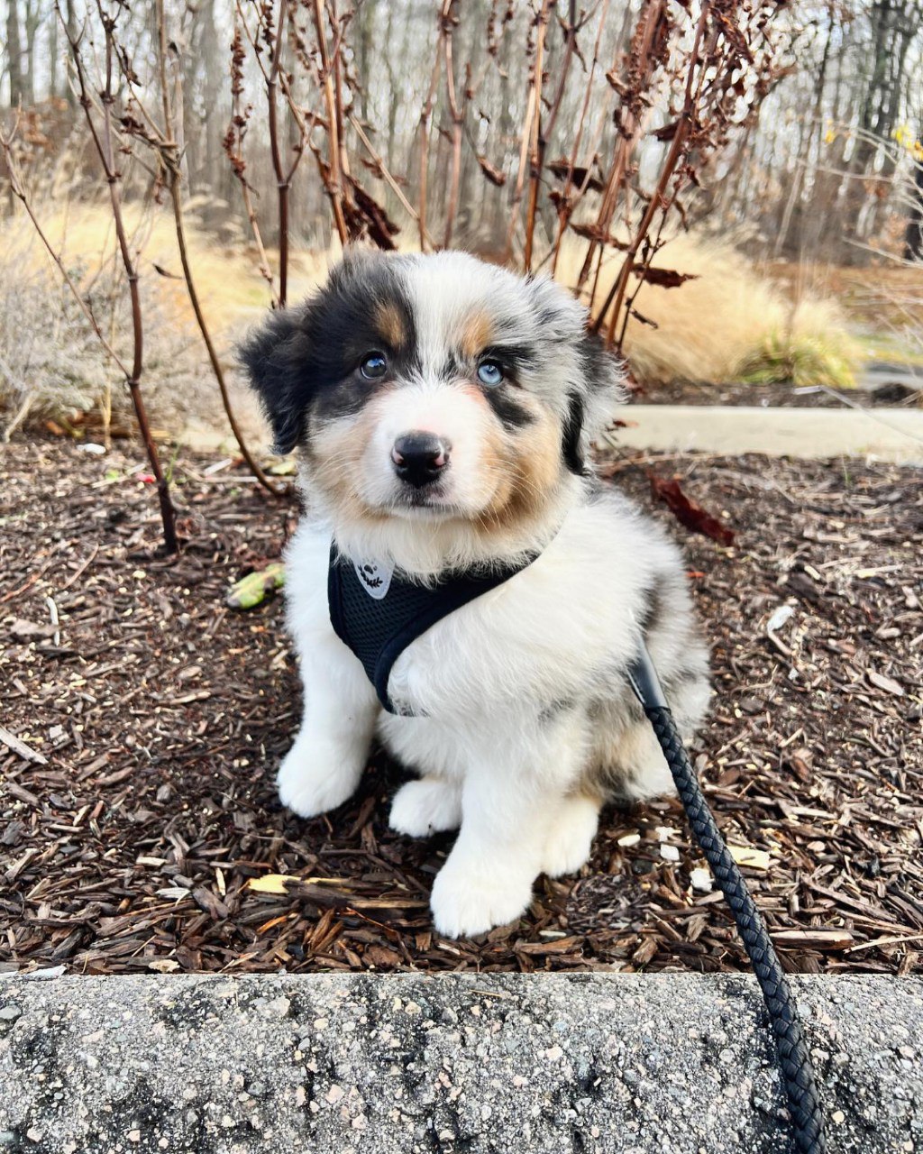 Sold - Australian Shepherd Puppy