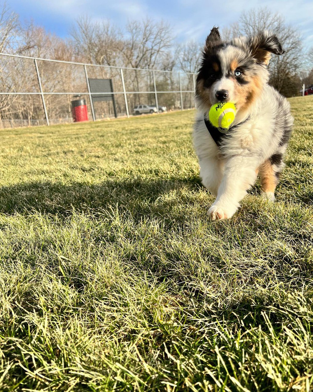 Sold - Australian Shepherd Puppy