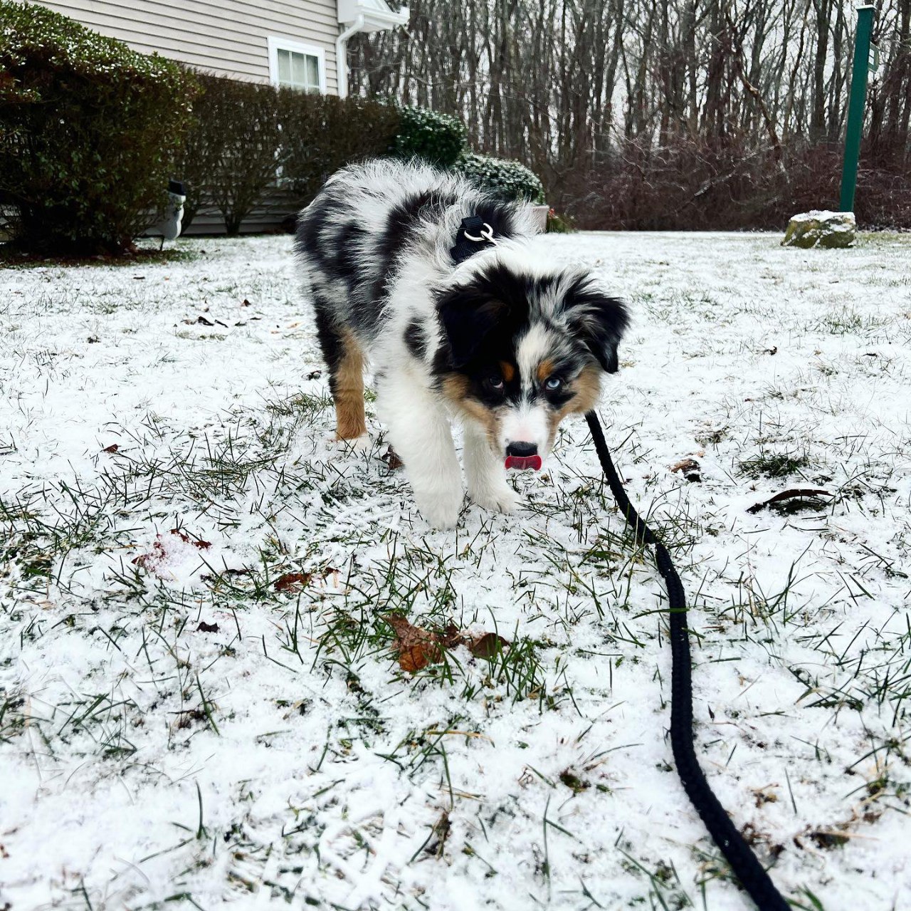 Sold - Australian Shepherd Puppy